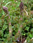 asparagus spring green